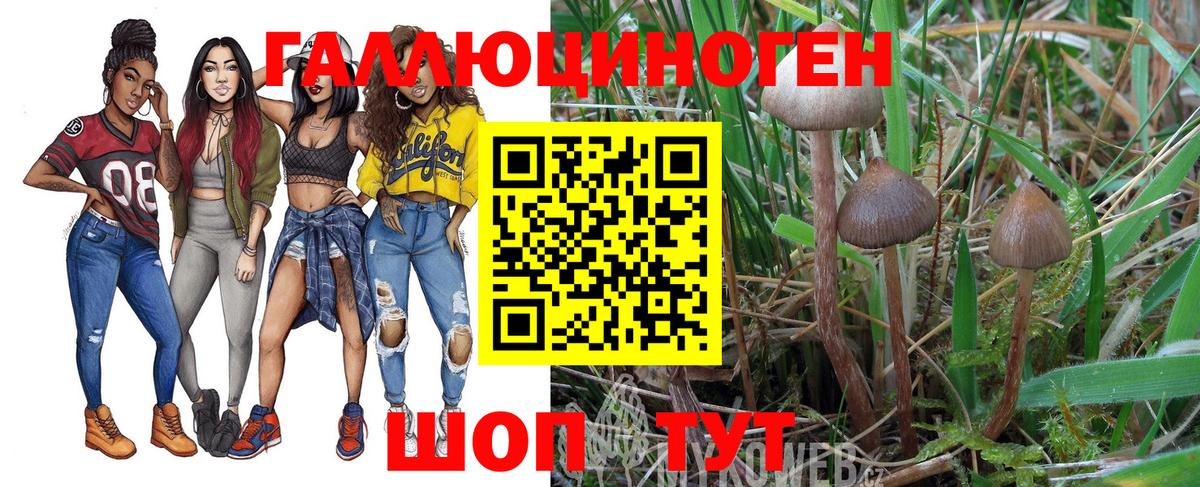 Псилоцибиновые грибы Psilocybe Асбест